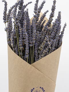Dried bundle - Lavandula X-Intermedia