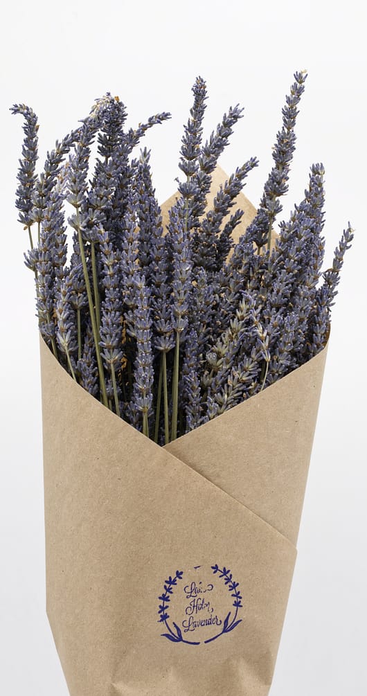 Dried bundle - Lavandula X-Intermedia